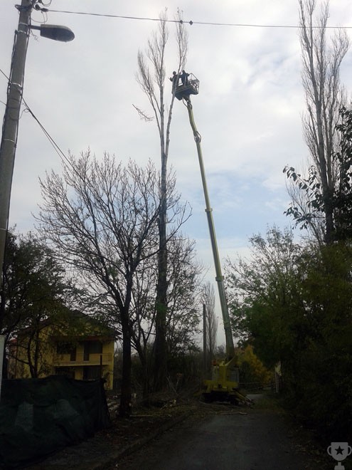 отрязване топола софия